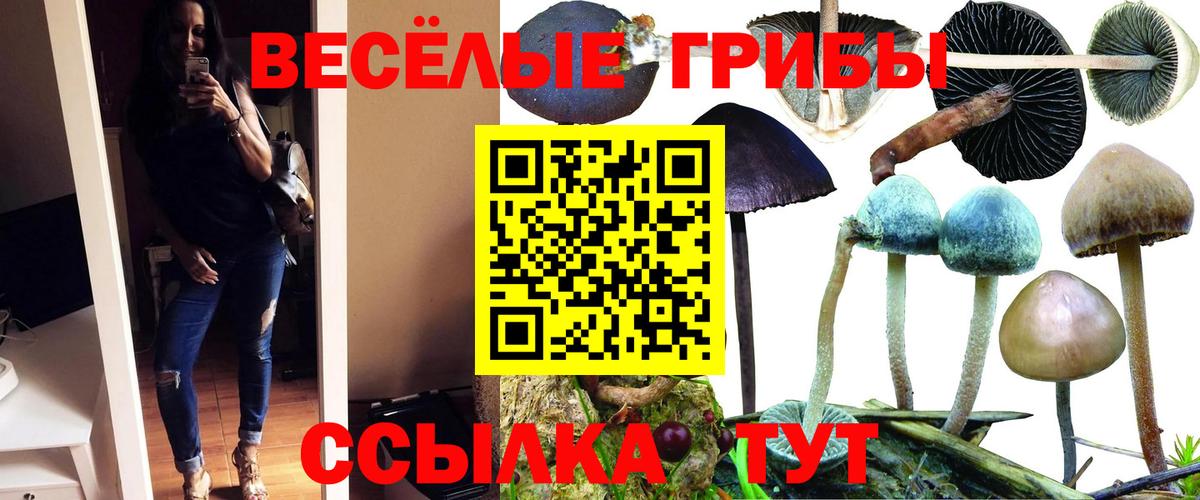 Галлюциногенные грибы мицелий  купить наркотики сайты  Карасук  Вход с VPN 